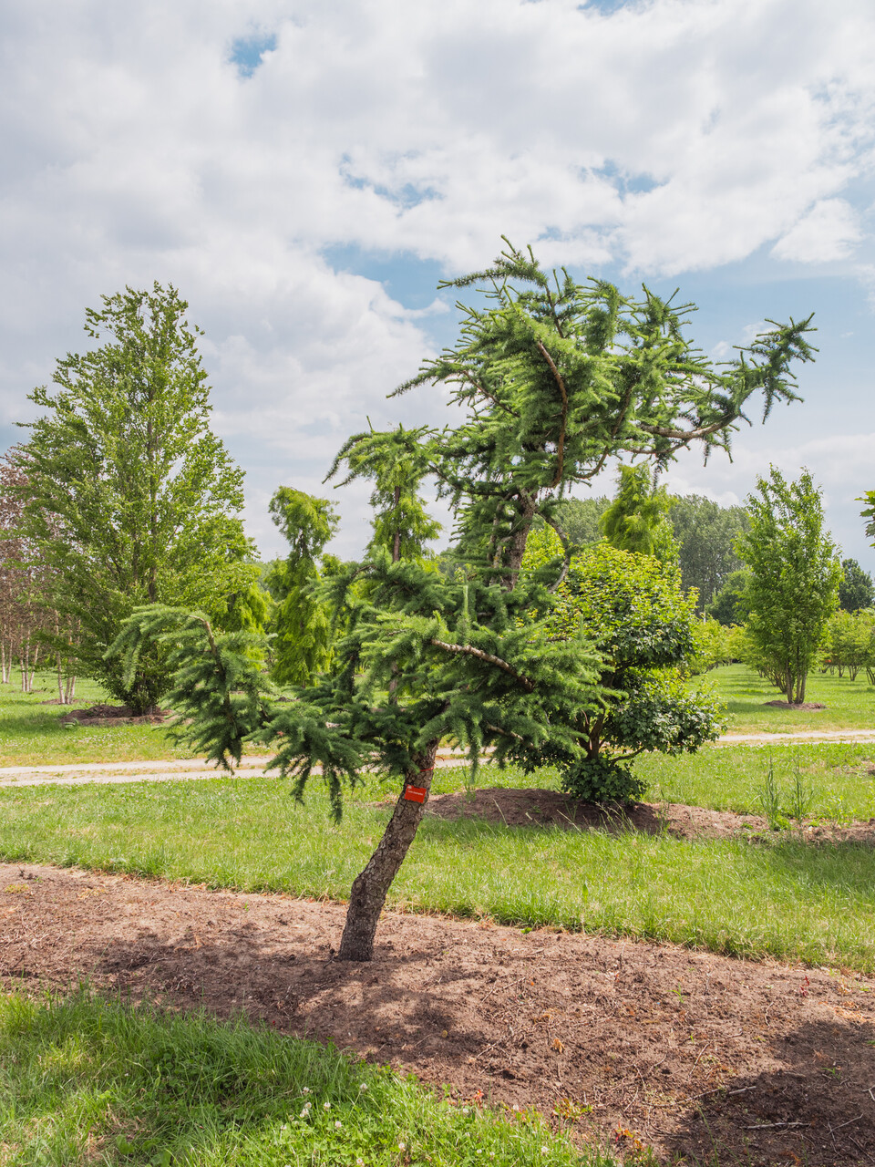 さく　Larix decidura Krejci　唐松 Larix kaempferi | Japanese larch - Pepinierele Van den Berk